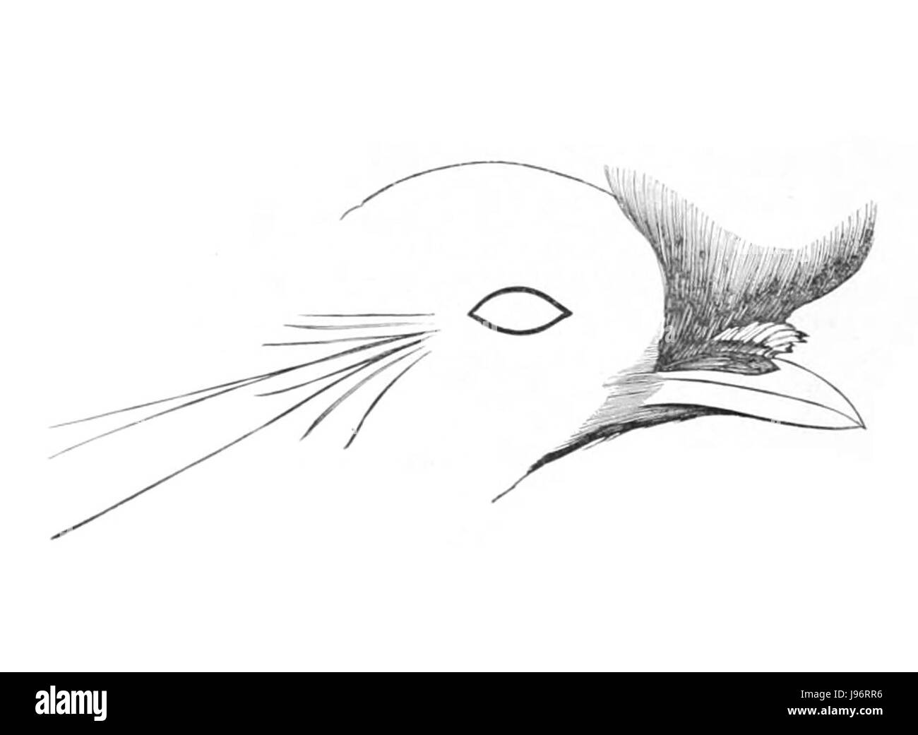 Parotia lawesii, communément appelé parotia de Lawes, est une espèce d'oiseau de paradis trouvée en Papouasie-Nouvelle-Guinée. Cet oiseau est réputé pour son plumage élaboré et ses couleurs éclatantes, en particulier les plumes d'affichage du mâle utilisées dans les rituels de cour. Banque D'Images