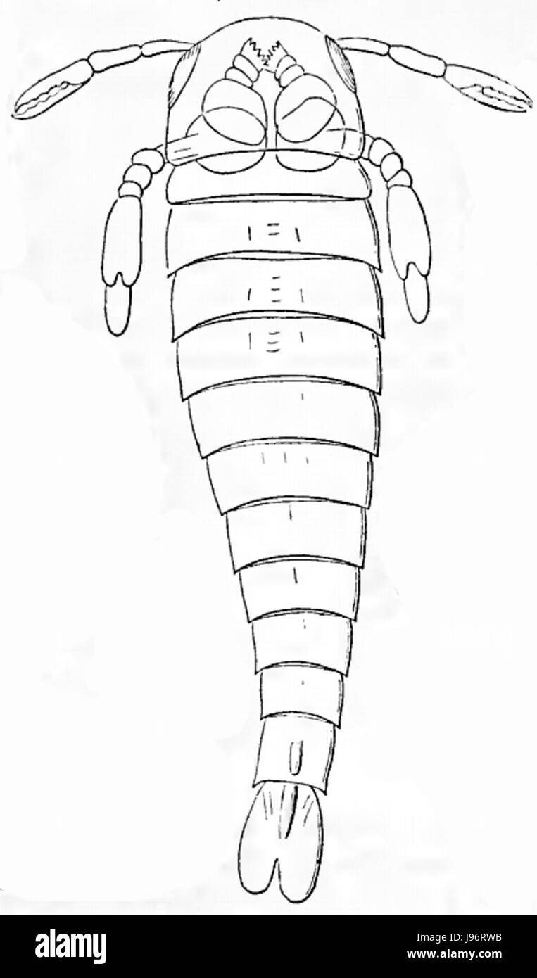 Pterygotus bilobus Banque D'Images