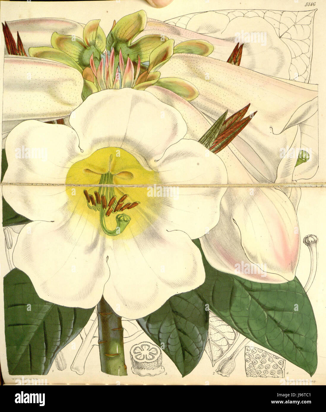 Rhododendron nuttallii est une espèce de plante à fleurs originaire d'Amérique du Nord. Il est connu pour ses grappes frappantes de fleurs roses à violettes et est couramment trouvé dans les régions montagneuses. Cette espèce est appréciée à la fois pour son utilisation ornementale et pour son importance écologique dans son habitat indigène. Banque D'Images