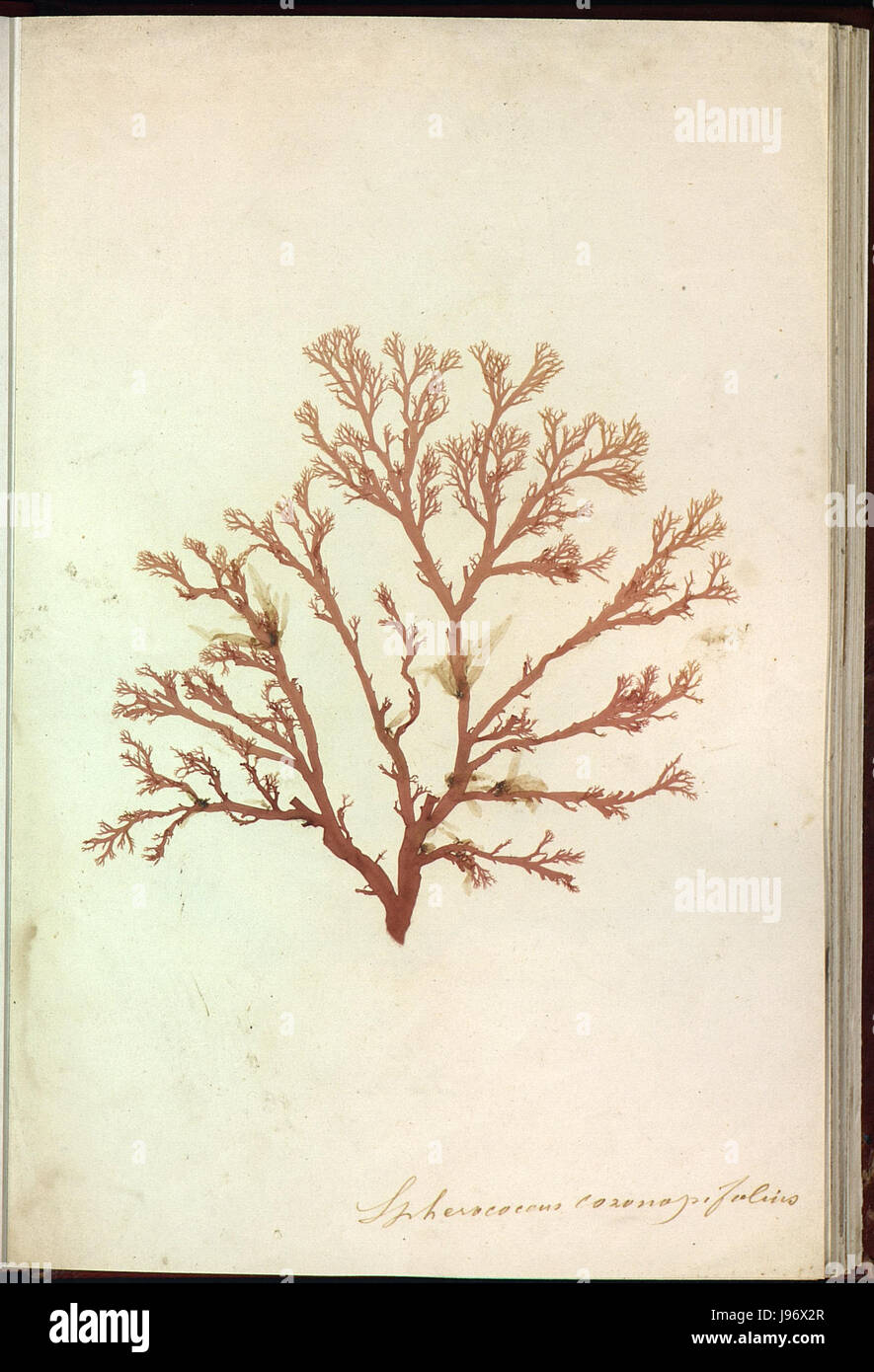 Sphaerococcus coronopifolius Album de plantes marines naturelles Banque D'Images