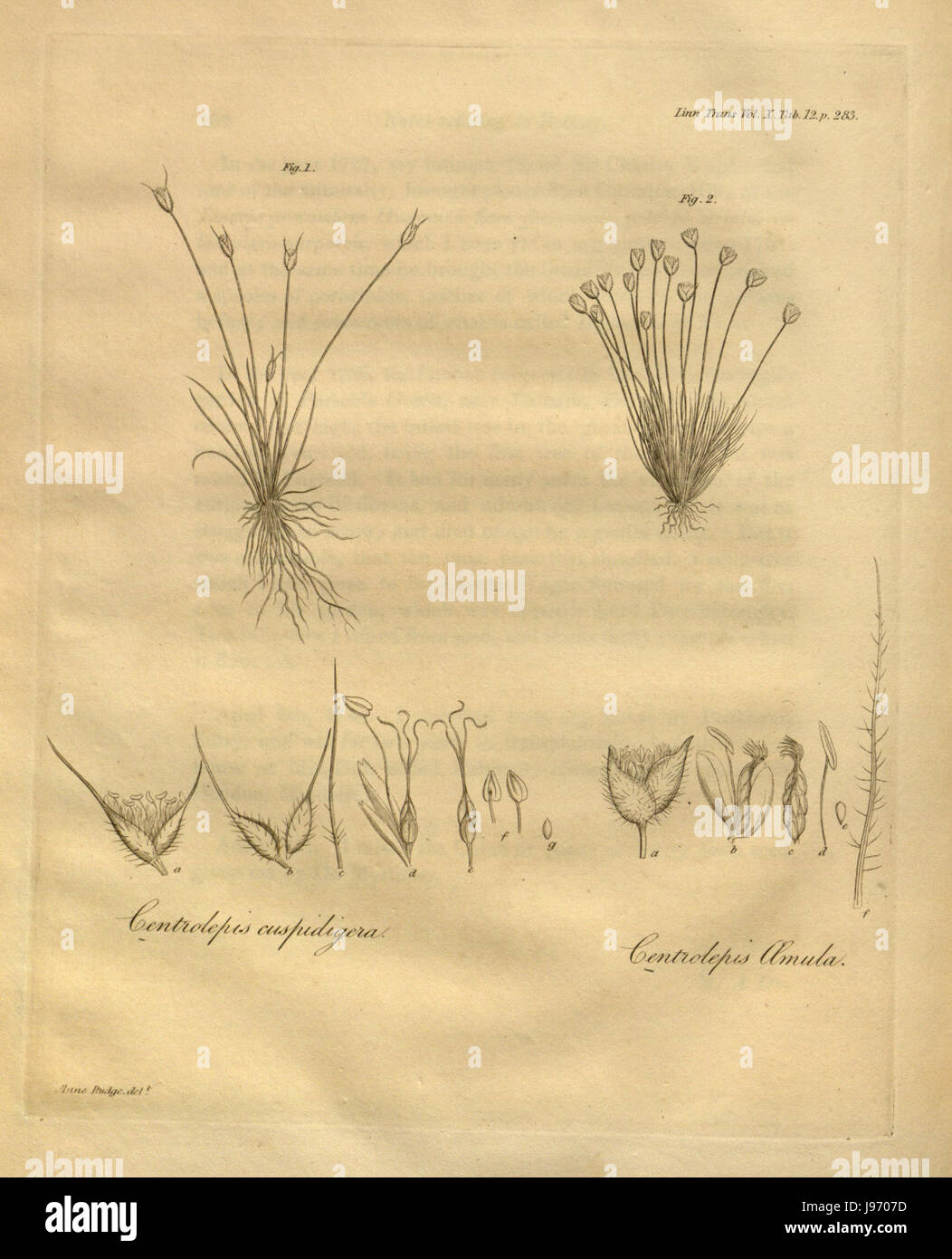 Les transactions de la Société linnéenne de Londres, Volume 10 tab. Original 12 Banque D'Images