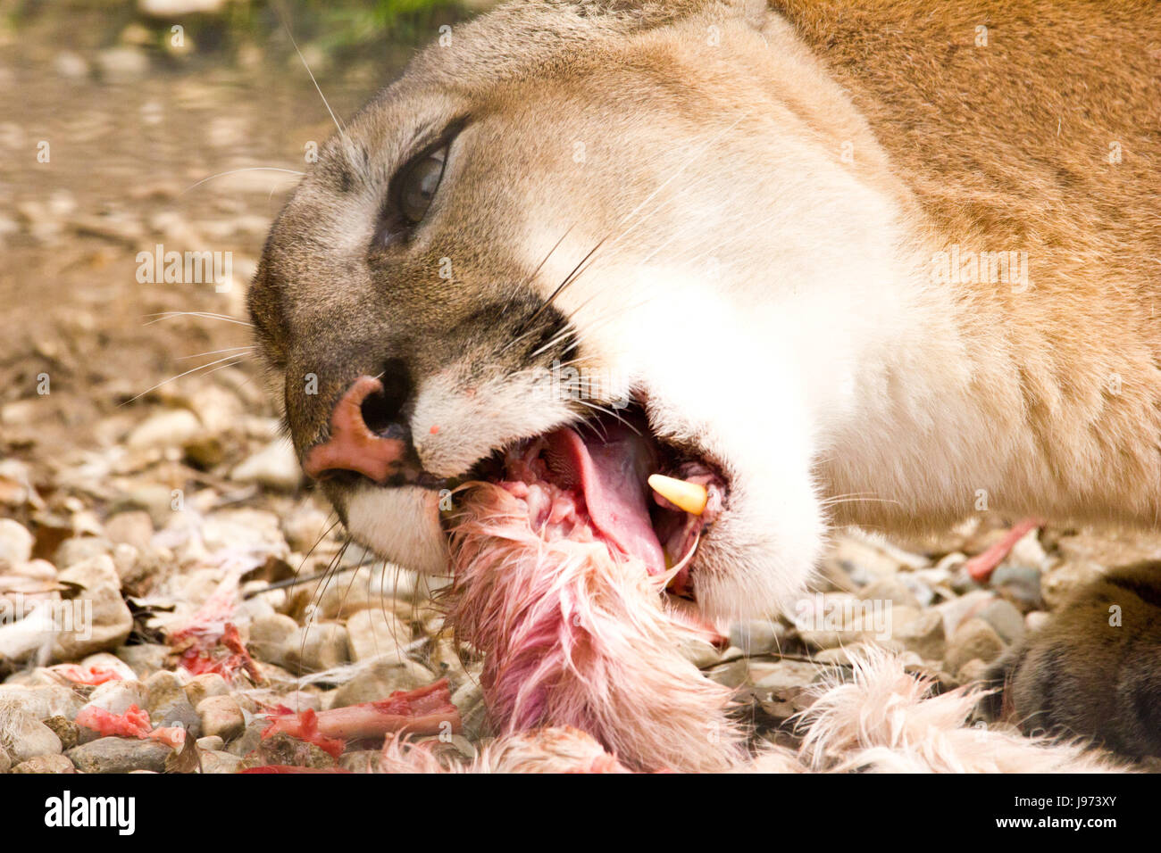 Puma Au cours de l'alimentation Photo Stock - Alamy