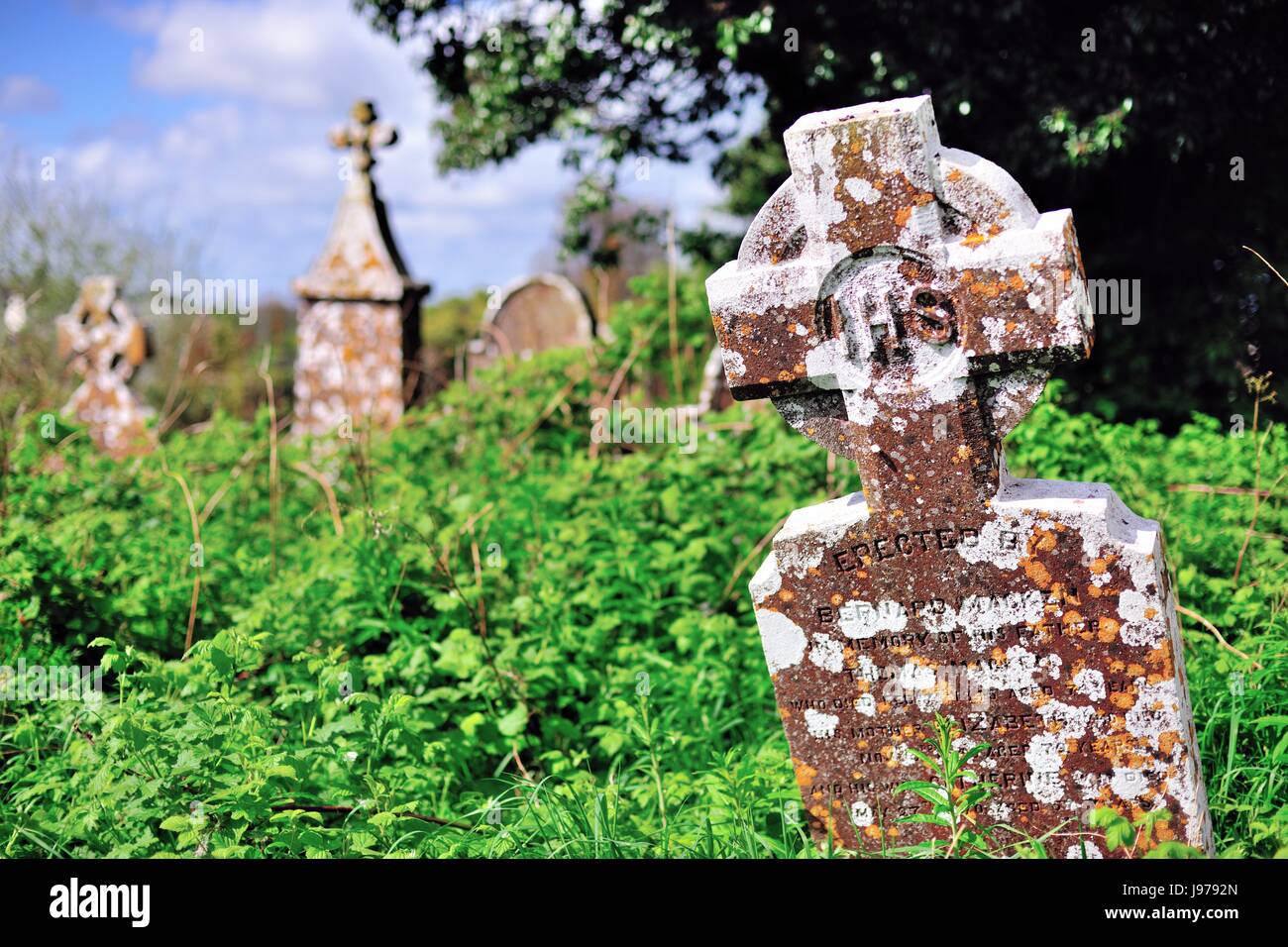 Une croix celtique bien incliné marque un grave site envahi par la cour à l'église dans les ruines de l'église Sainte Marie de Delvin, comté de Westmeath, Irlande. Banque D'Images