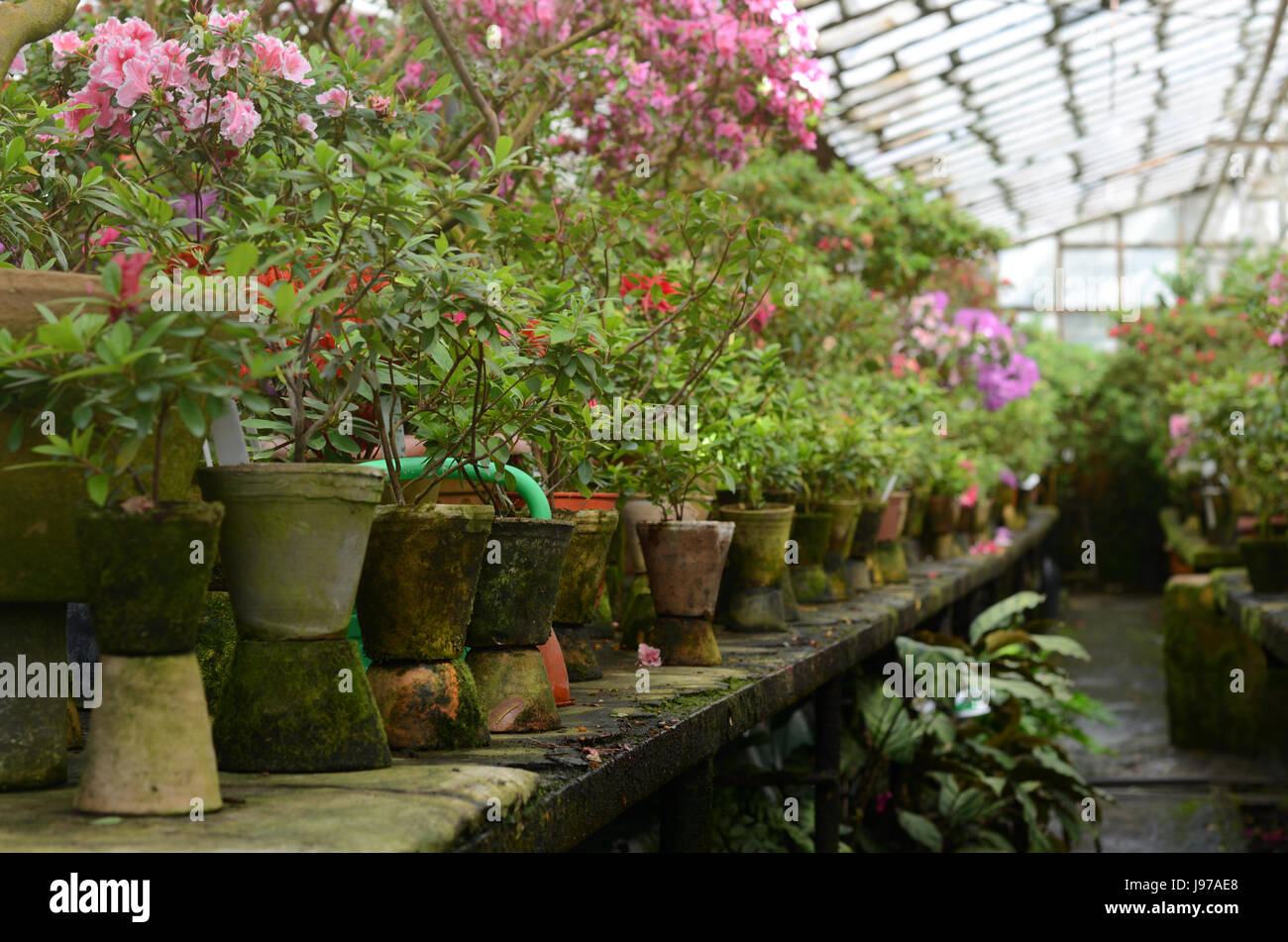 Rhododendron fleurs et plantes tropicales pousse dans une serre d'époque. Banque D'Images