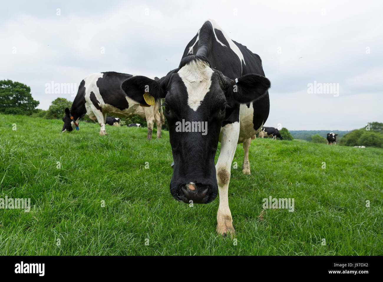Les vaches laitières Holstein Friesian paissant dans la campagne du Kent. Banque D'Images