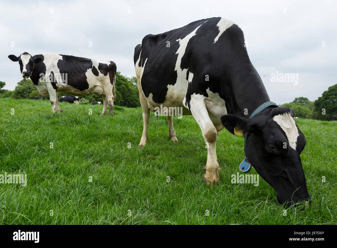 Les vaches laitières Holstein Friesian paissant dans la campagne du Kent. Banque D'Images
