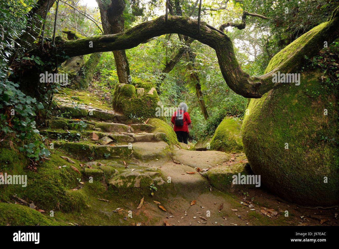 Un vieux sentier dans la forêt de l'abbaye de Capuchos, au milieu de la chaîne de montagnes de Sintra. Site du patrimoine mondial de l'Unesco. Portugal Banque D'Images