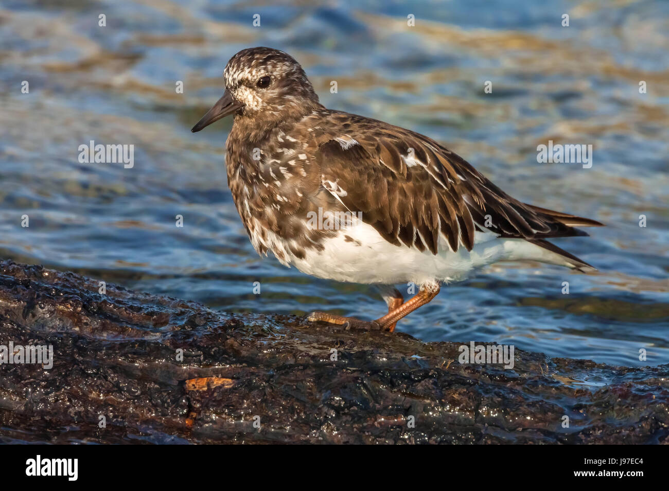 Black Turnstone Arenaria Melanocephala À Monterey Peninsula, Californie, États-Unis. Banque D'Images