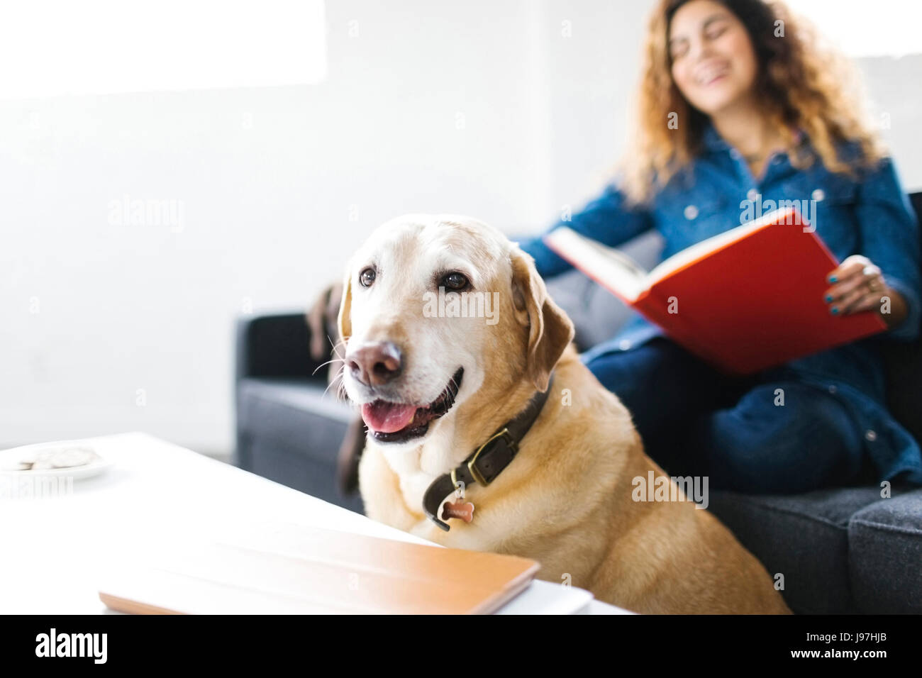 Femme assise avec chien dans la salle de séjour et reading book Banque D'Images