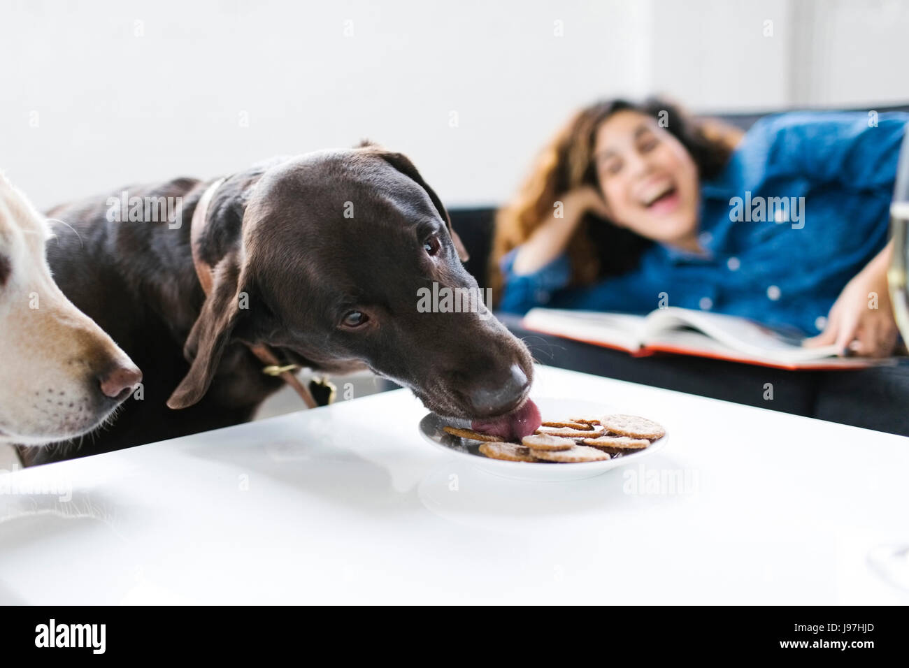 Woman looking at chiens léchant cookies Banque D'Images