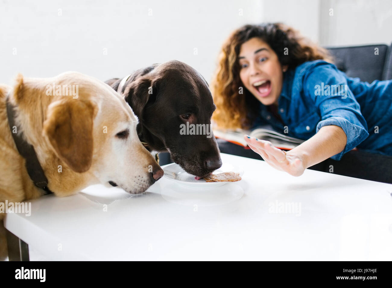 Femme criant sur les chiens léchant table Banque D'Images