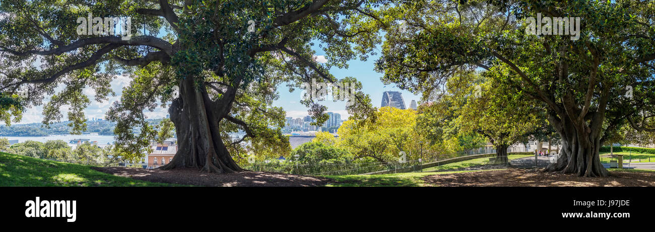 L'Australie, New South Wales, Sydney, de vieux arbres dans park Banque D'Images
