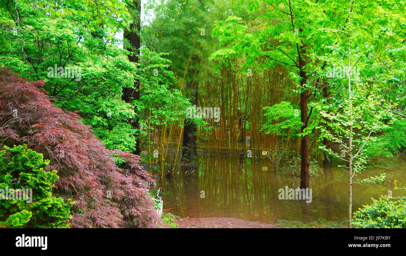 Duke Gardens, Durham, Caroline du Nord. Banque D'Images