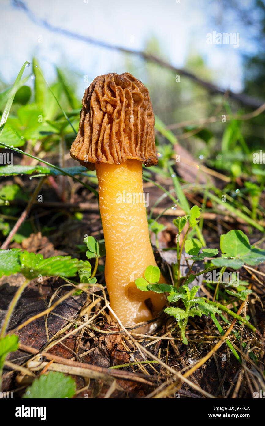 Morille noire dans la forêt au printemps. Morchella conica. Banque D'Images