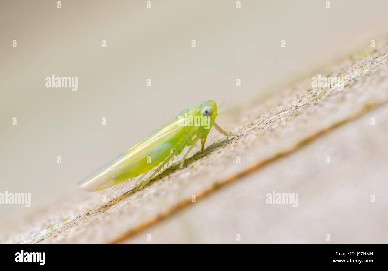 Extreme close up d'un minuscule de la cicadelle, empoasca espèces sur le bois. (Vue latérale) Banque D'Images