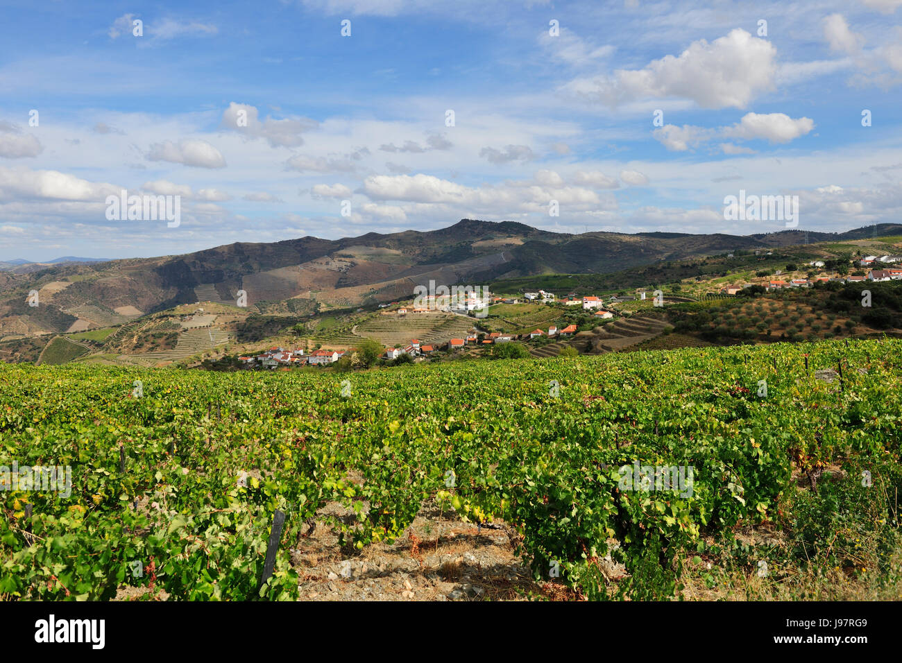 Vignobles. Vilarouco, São João da Pesqueira. Site du patrimoine mondial de l'Unesco, Portugal Banque D'Images