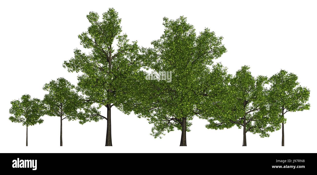 Dans une rangée d'arbres isolé sur blanc 3d illustration Banque D'Images