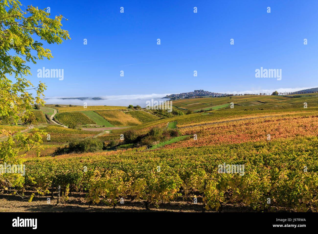 La France, Cher, Sancerre, la petite ville sur la colline et le vignoble de Sancerre (AOC) à l'automne, le brouillard du matin Banque D'Images