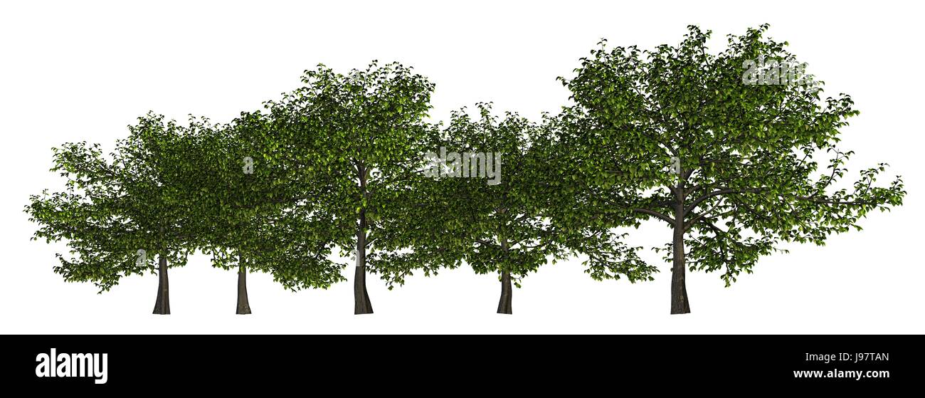Dans une rangée d'arbres isolé sur blanc 3d illustration Banque D'Images