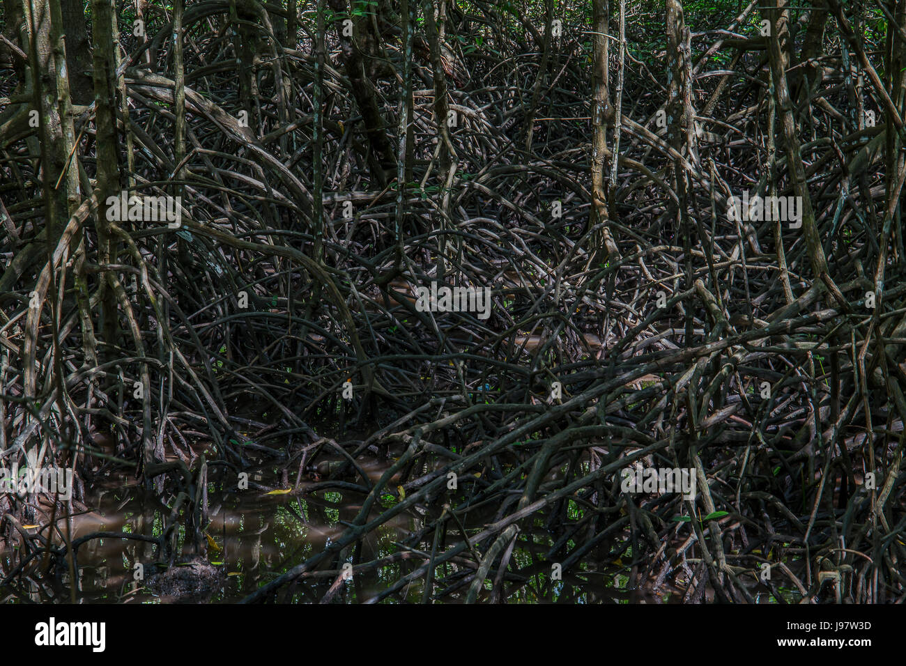 À l'intérieur de mangrove à Kota Kinabalu Wetland Centre, Bornéo, Sabah, Malaisie. Banque D'Images