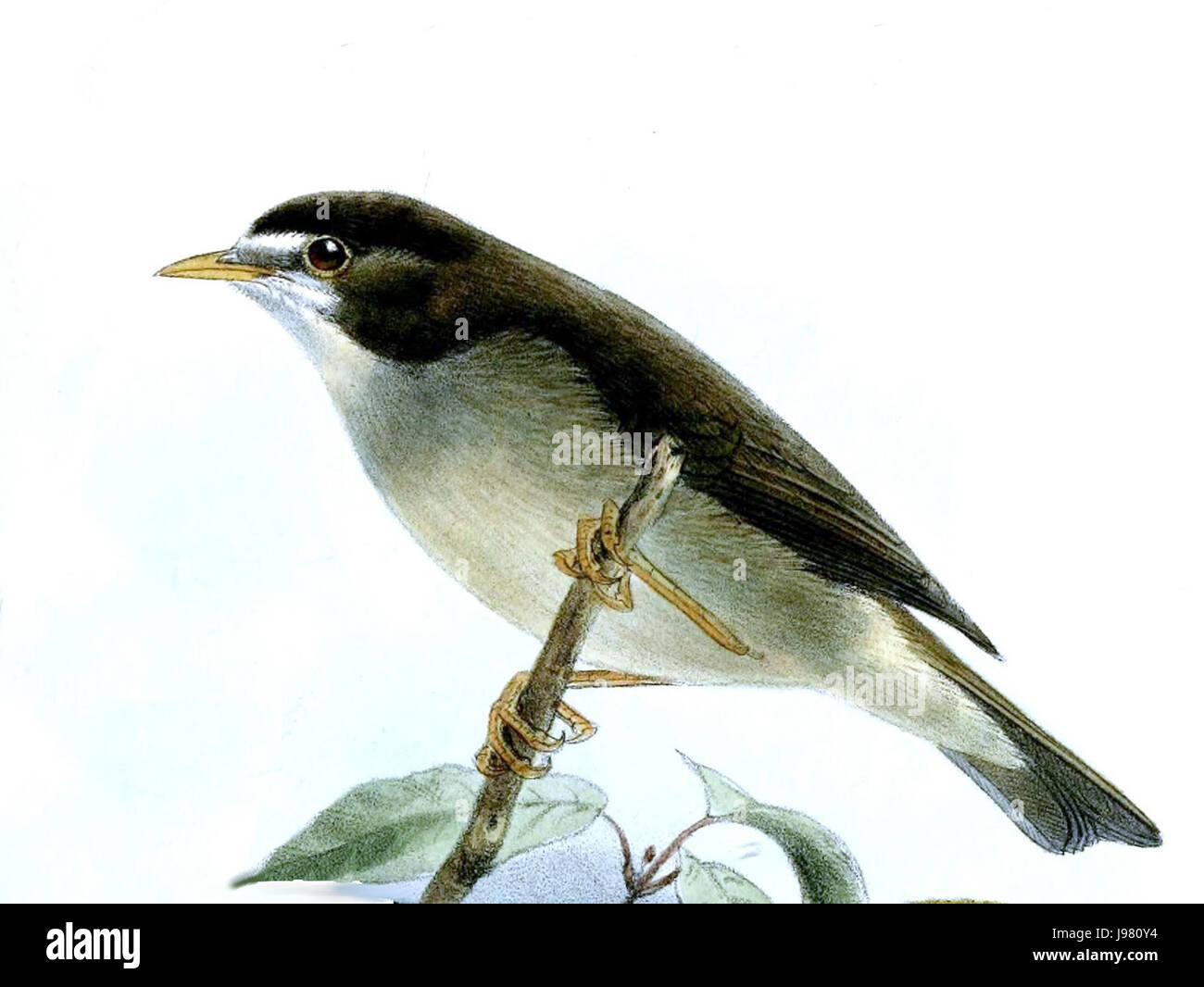 Zosterops melanocephalus, également connu sous le nom d'oeil blanc à coiffe noire, est une espèce d'oiseau originaire d'Asie du Sud-est. Cette espèce est remarquable pour sa couronne noire distinctive et ses anneaux blancs, ce qui la rend facilement identifiable parmi les autres oiseaux de sa famille. Banque D'Images