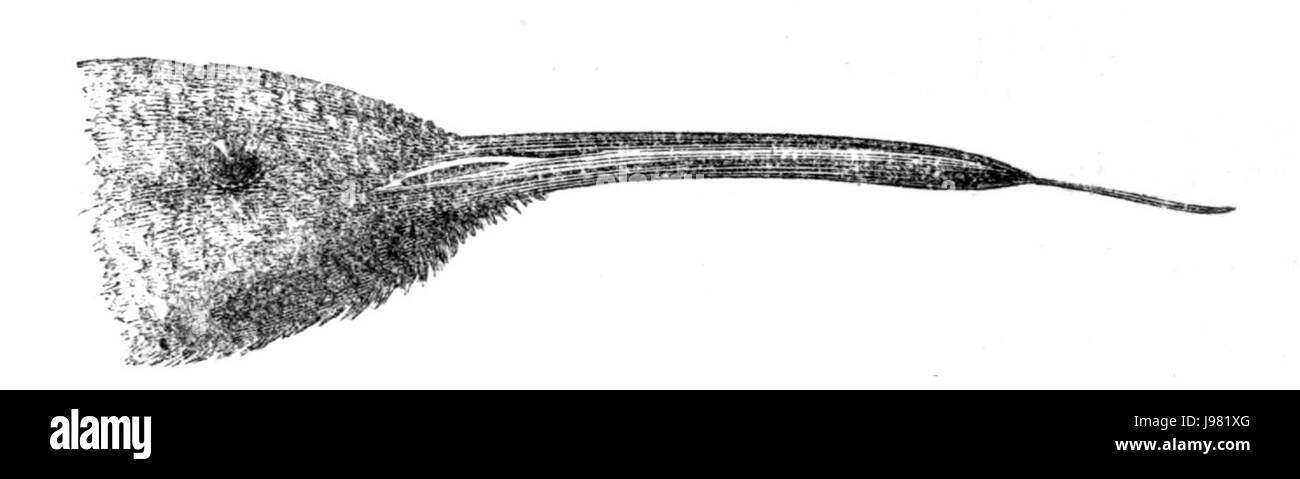 L'histoire naturelle, les oiseaux Lampornis Banque D'Images