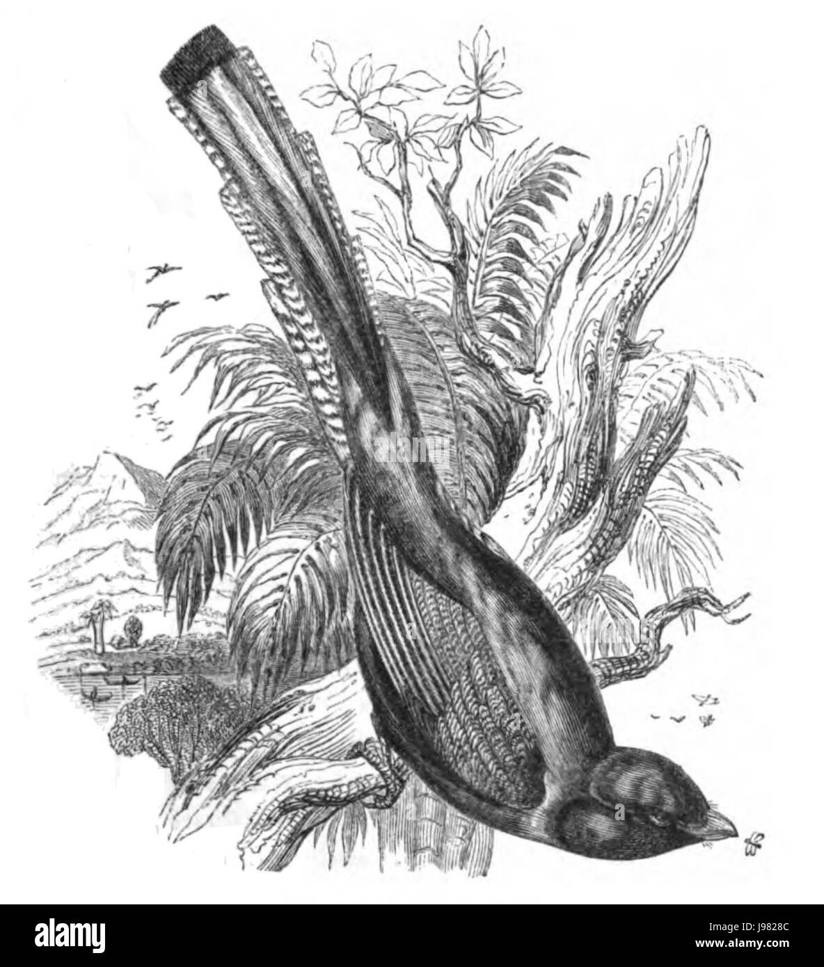 Le gracieux Trogon est une espèce d'oiseau connue pour son plumage saisissant et originaire d'Amérique centrale. Il fait partie de la famille des trogons, reconnue pour ses plumes colorées et ses caractéristiques distinctes dans le monde aviaire. Banque D'Images