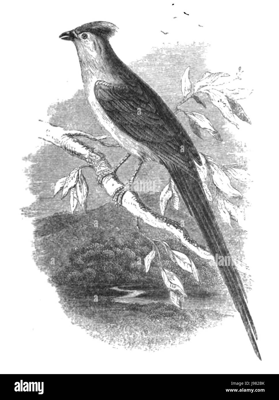 L'histoire naturelle, les oiseaux Coly Banque D'Images