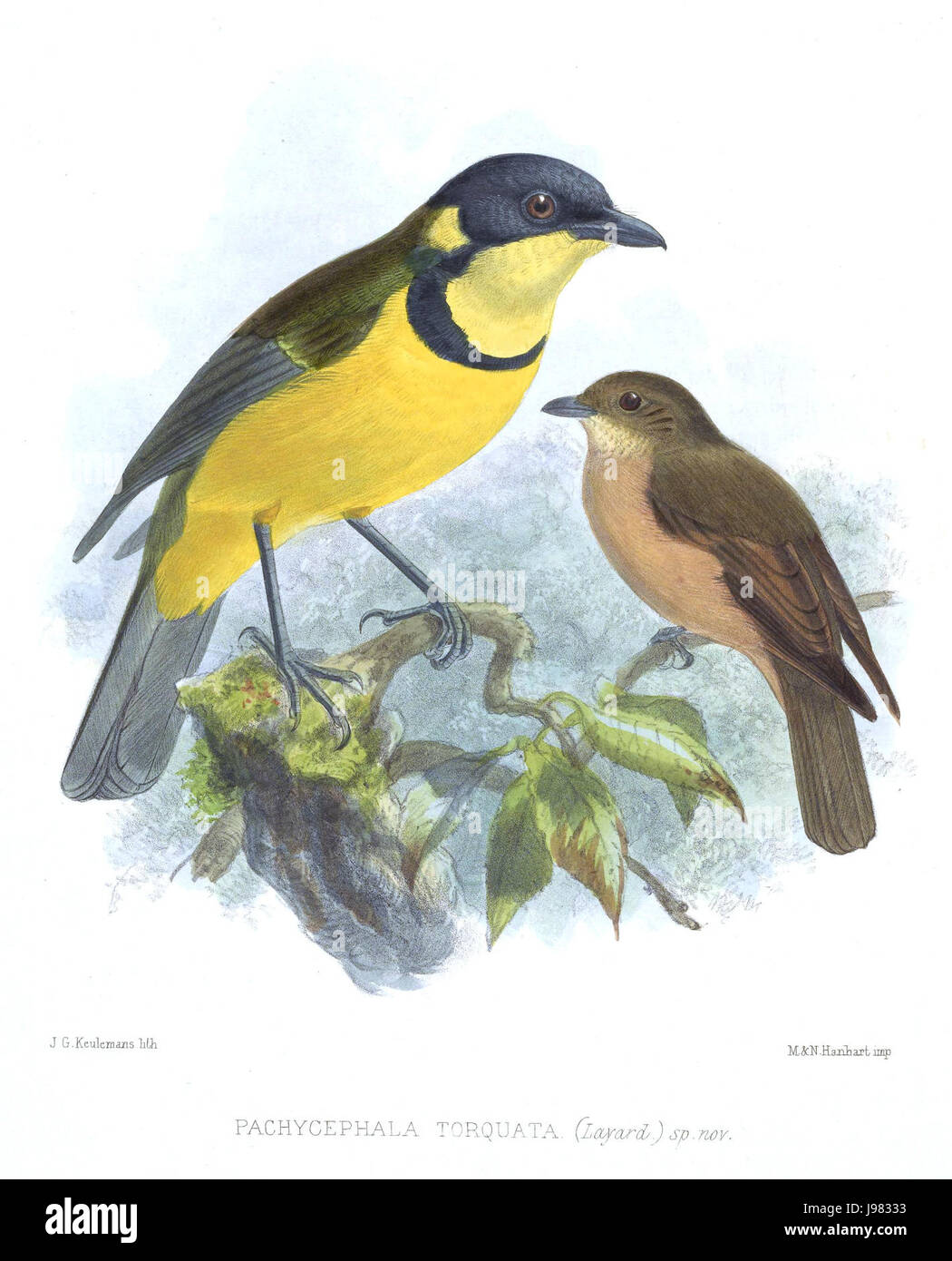 PachycephalaTorquataKeulemans Banque D'Images