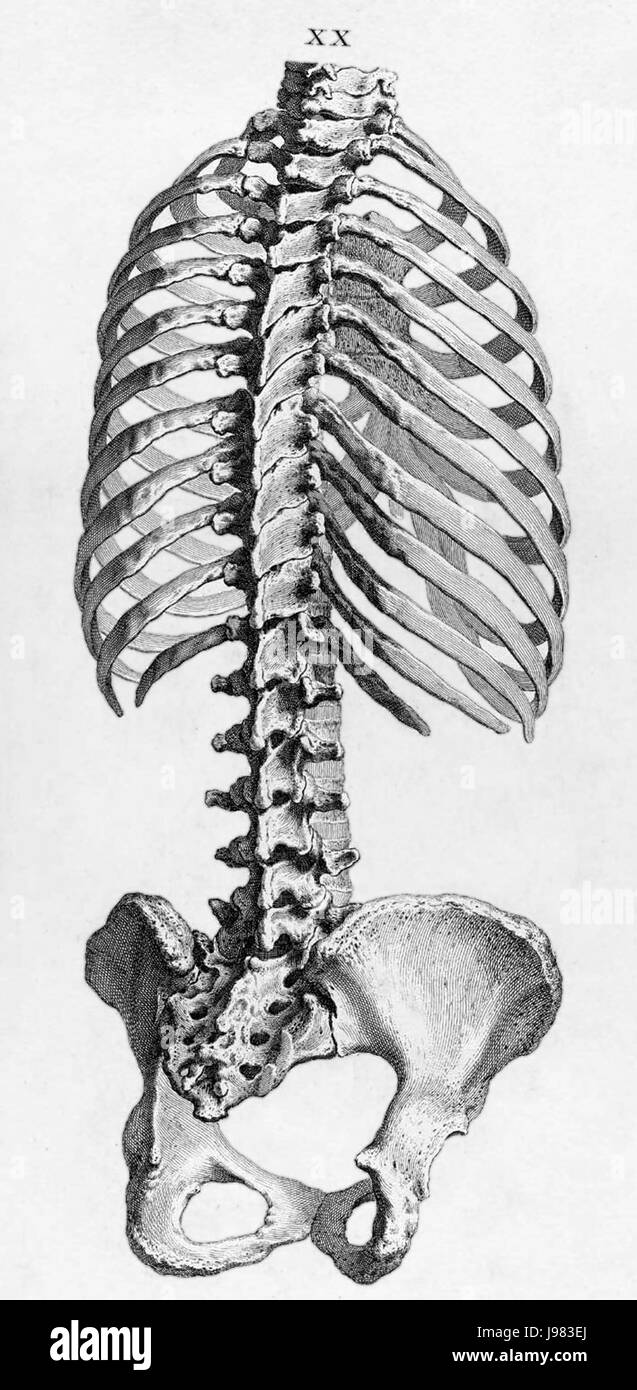 William Cheselden corps2 Banque D'Images