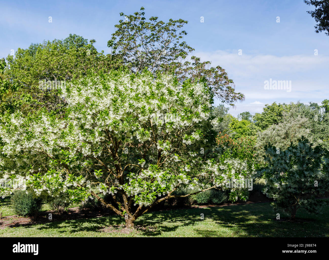 Blanc fleur de ressort (Fringetree Chionanthus virginicus, arbre des neiges), le château de Beaulon, Saint Dizant du Gua, région Poitou-Charentes, France Banque D'Images
