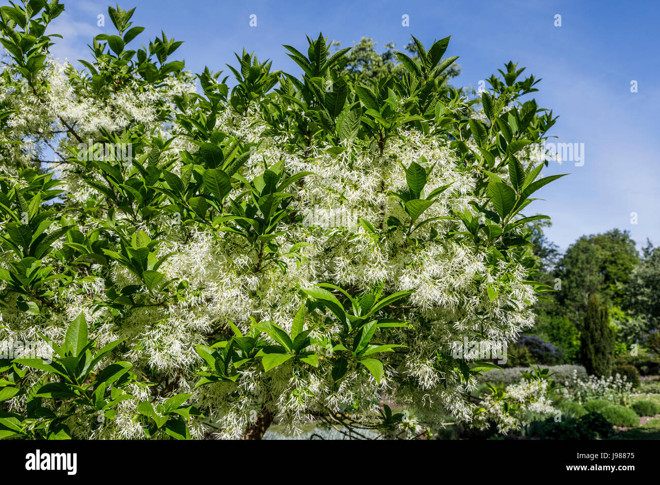 Blanc fleur de ressort (Fringetree Chionanthus virginicus, arbre des neiges), le château de Beaulon, Saint Dizant du Gua, région Poitou-Charentes, France Banque D'Images