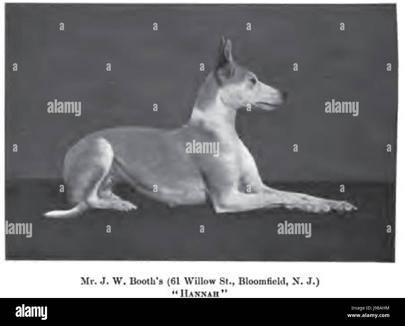 Whippet vers 1901 Banque D'Images