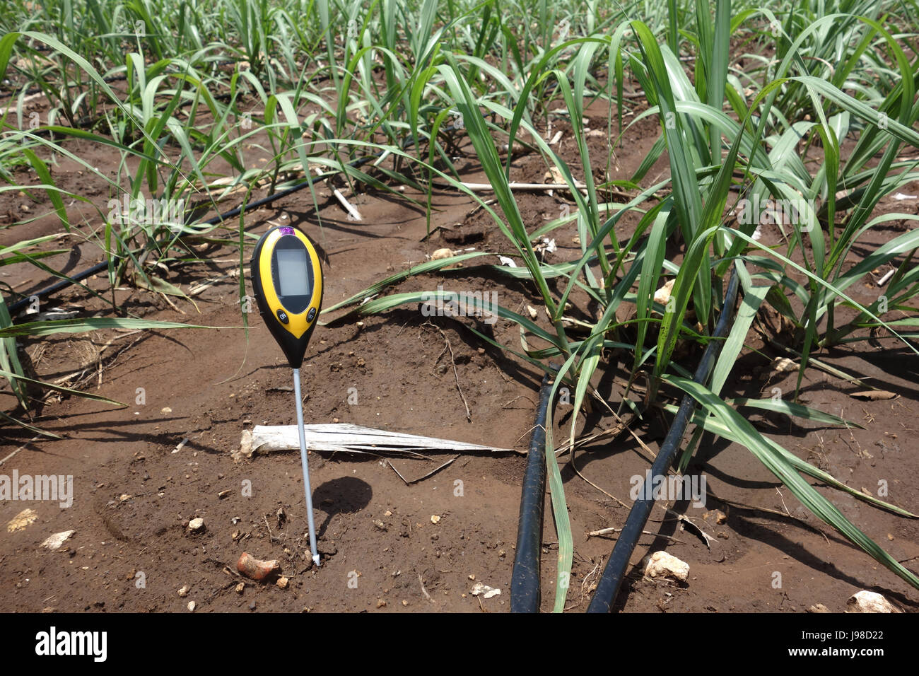 Mètre du sol pour l'indicateur 4 mesurées dans les sols dont le PH, Lux  mètre, la température, l'humidité dans le champ de canne à sucre qui  utilisent l'irrigation gouttes wa Photo Stock -