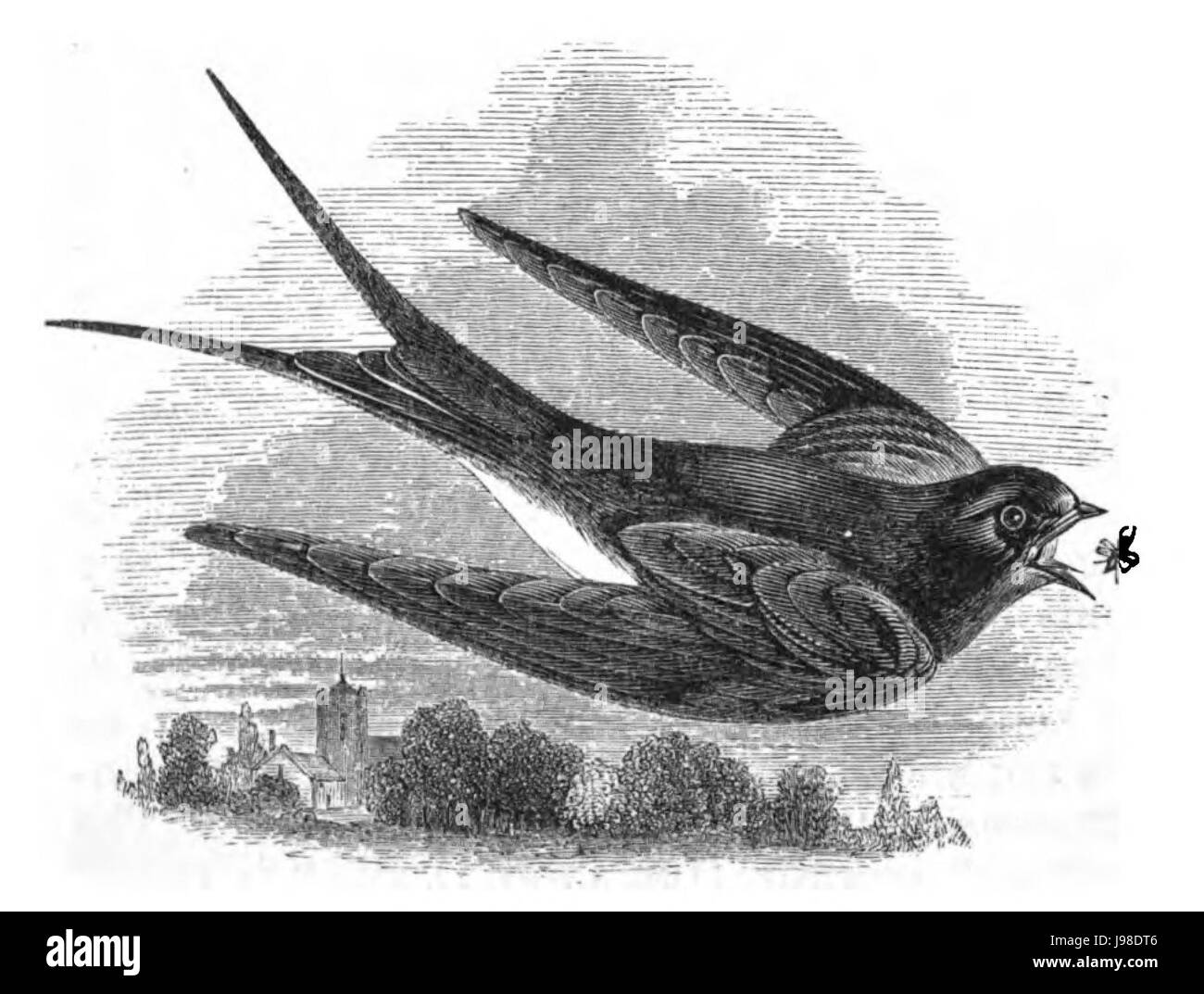 L'histoire naturelle des oiseaux, l'Hirondelle de cheminée Banque D'Images