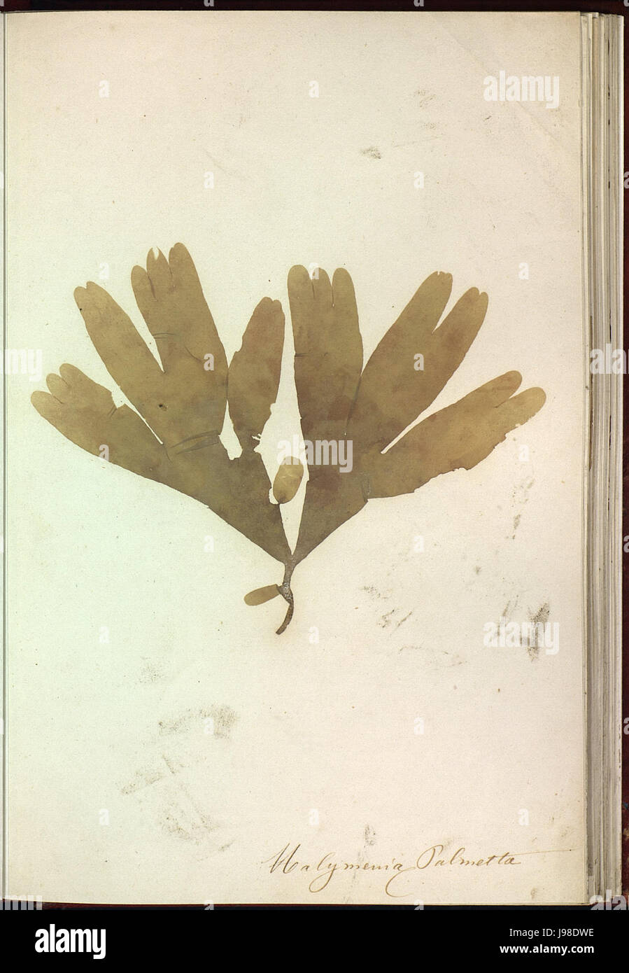 Rhodymenia pseudopalmata est une espèce d'algues rouges que l'on trouve dans les milieux marins. Il est connu pour son aspect distinctif de palmier et joue un rôle dans l'écosystème aquatique, en particulier dans les zones côtières. Banque D'Images