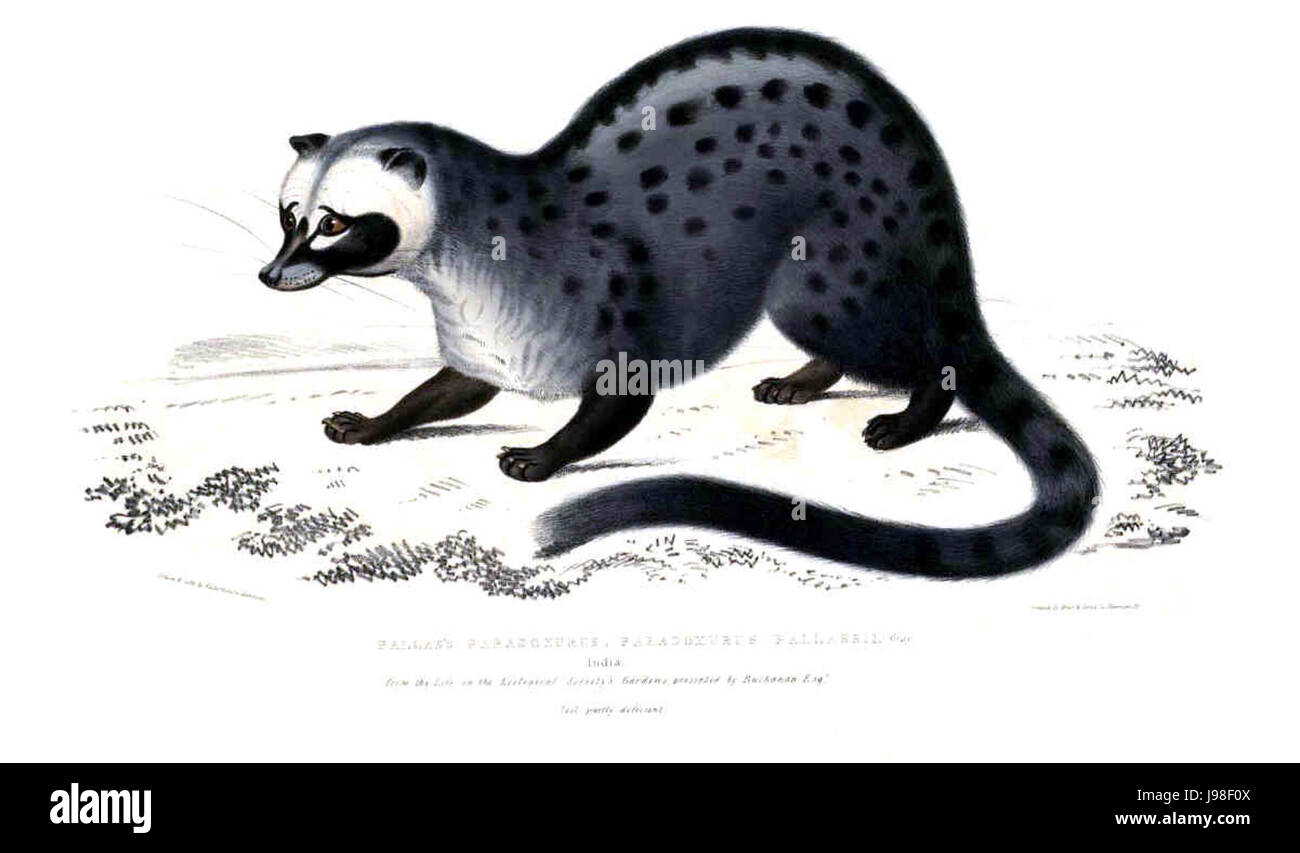 Paradoxurus hermaphroditus Hardwicke Banque D'Images