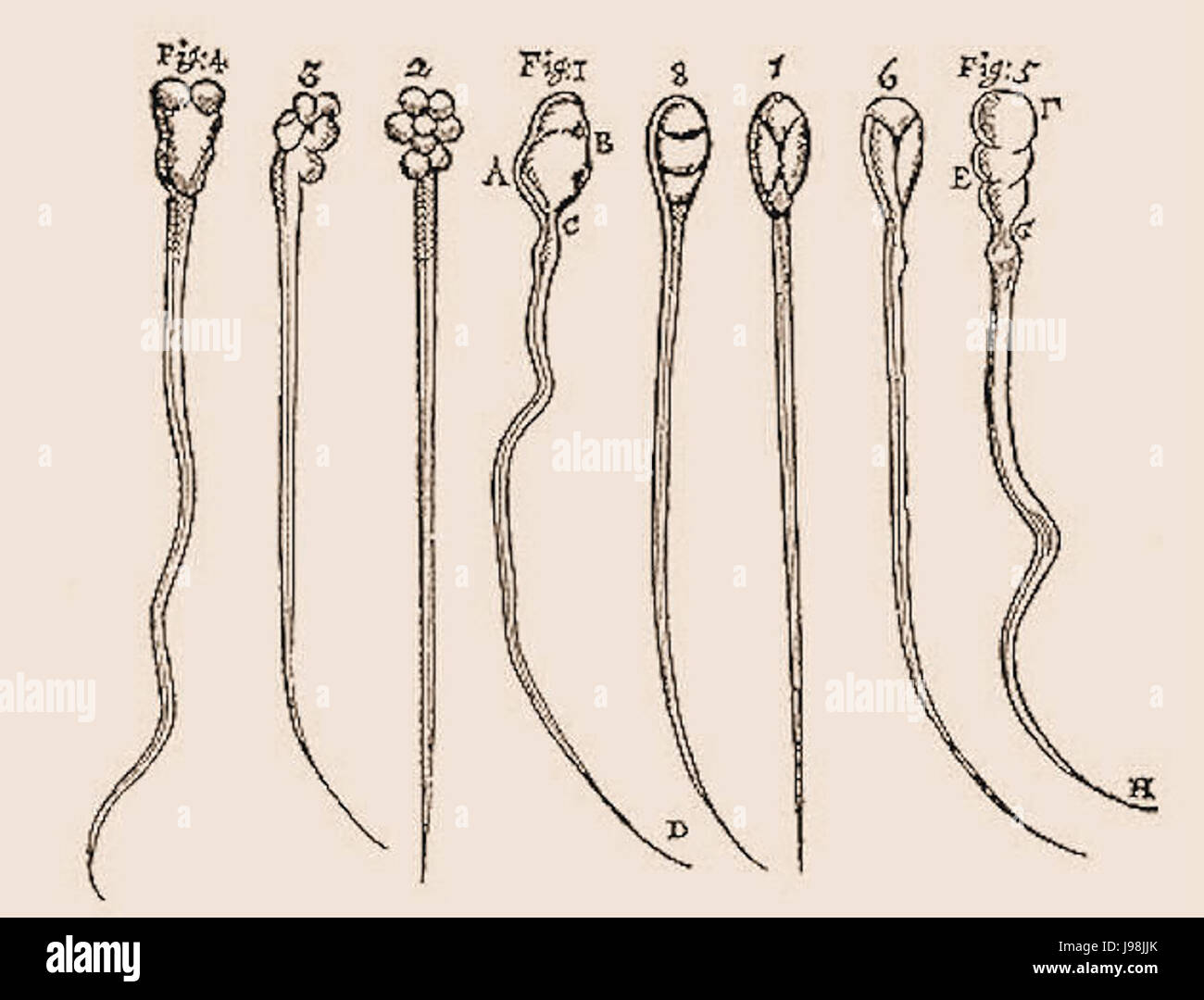 Van Leeuwenhoek sperme chien Lapin Banque D'Images