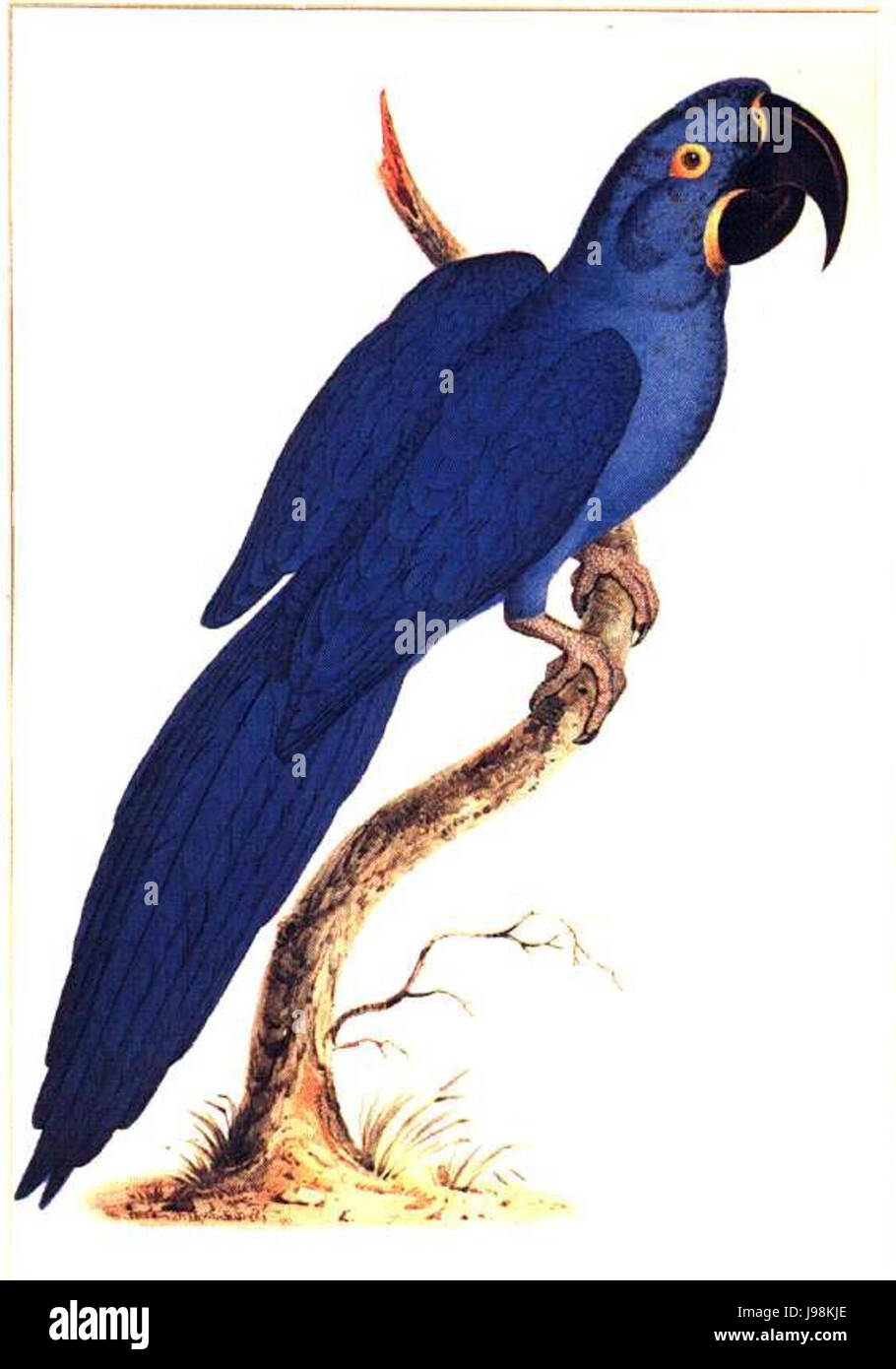 Sydenham Edwards04 Banque D'Images