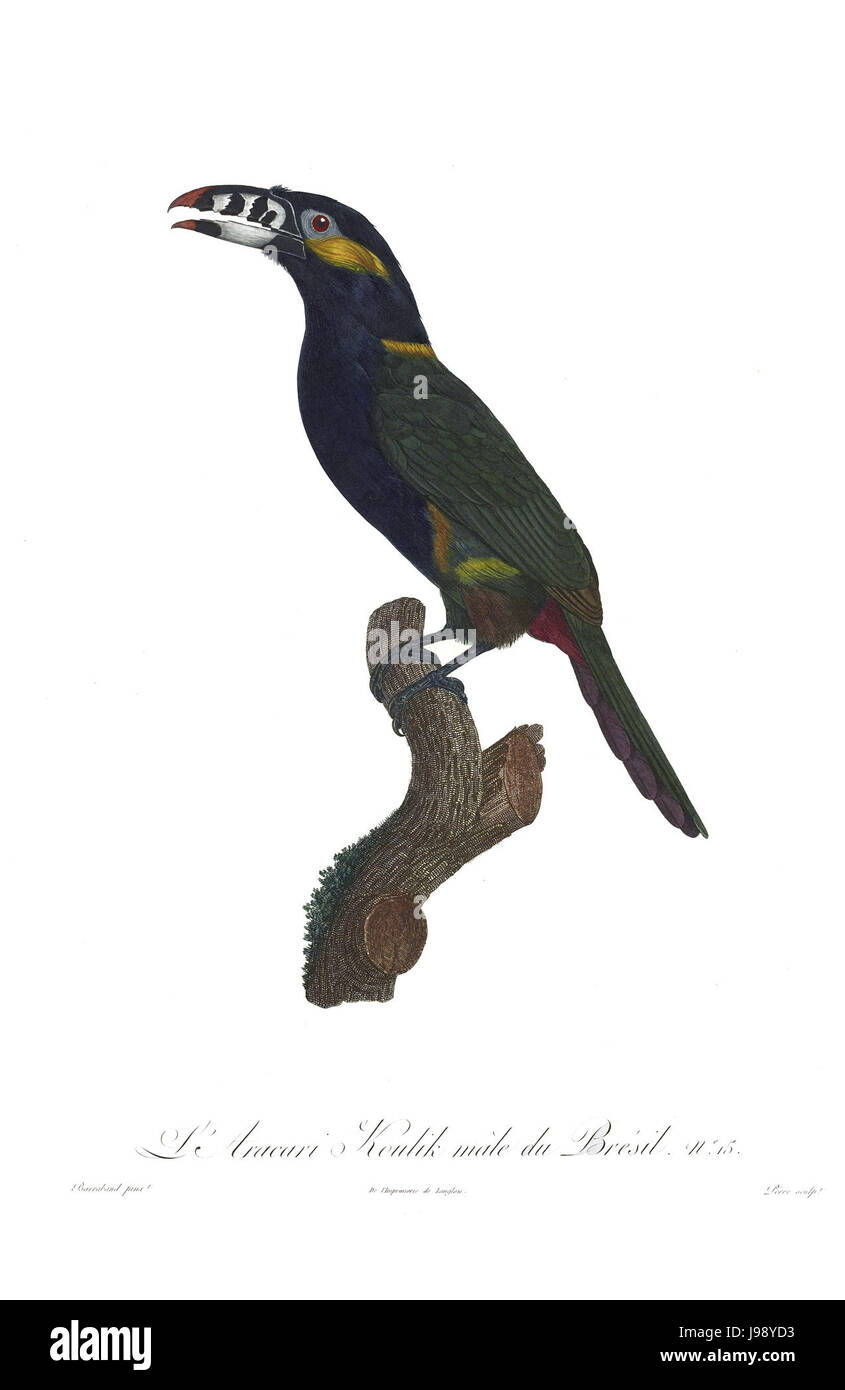 Les toucans et plaque 15 Barbets Barraband Banque D'Images