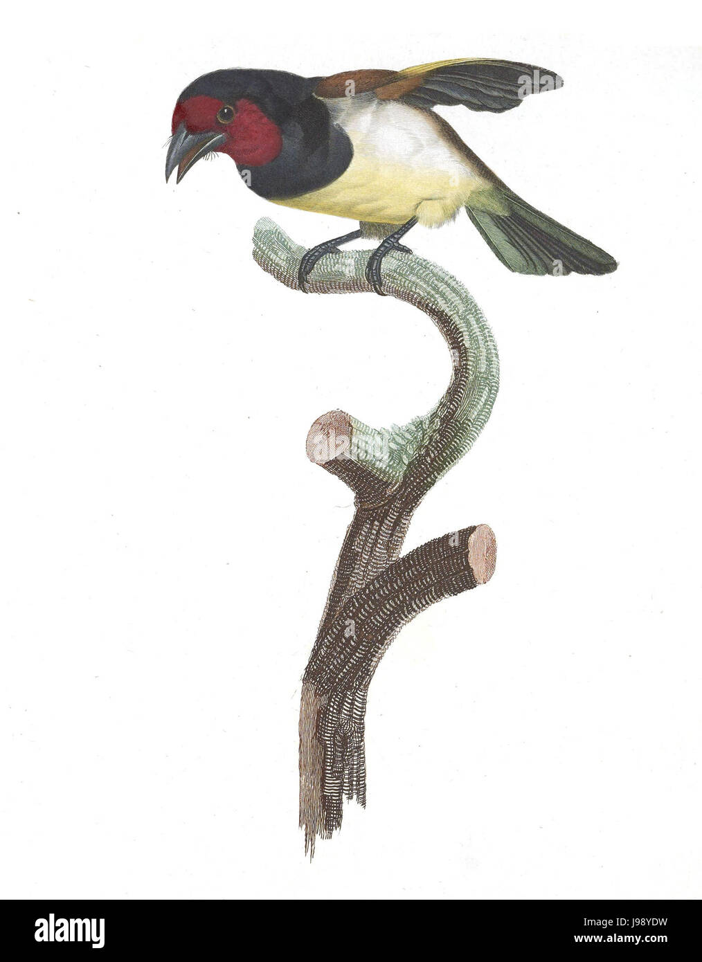 Les toucans et plaque 28 Barbets Barraband Banque D'Images