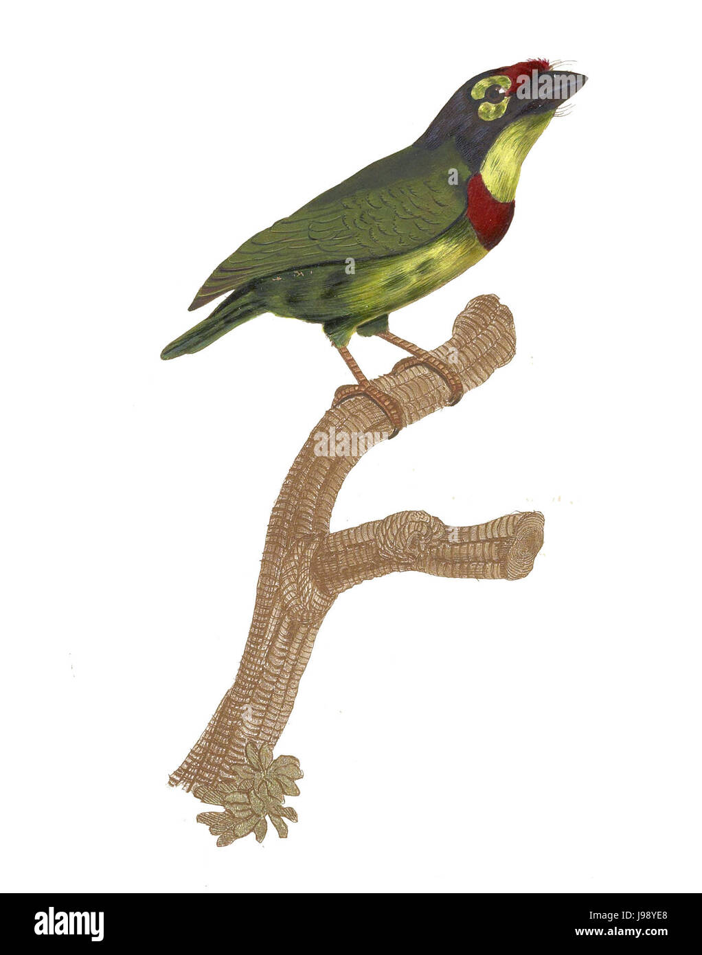 Les toucans et plaque 36 Barbets Barraband Banque D'Images