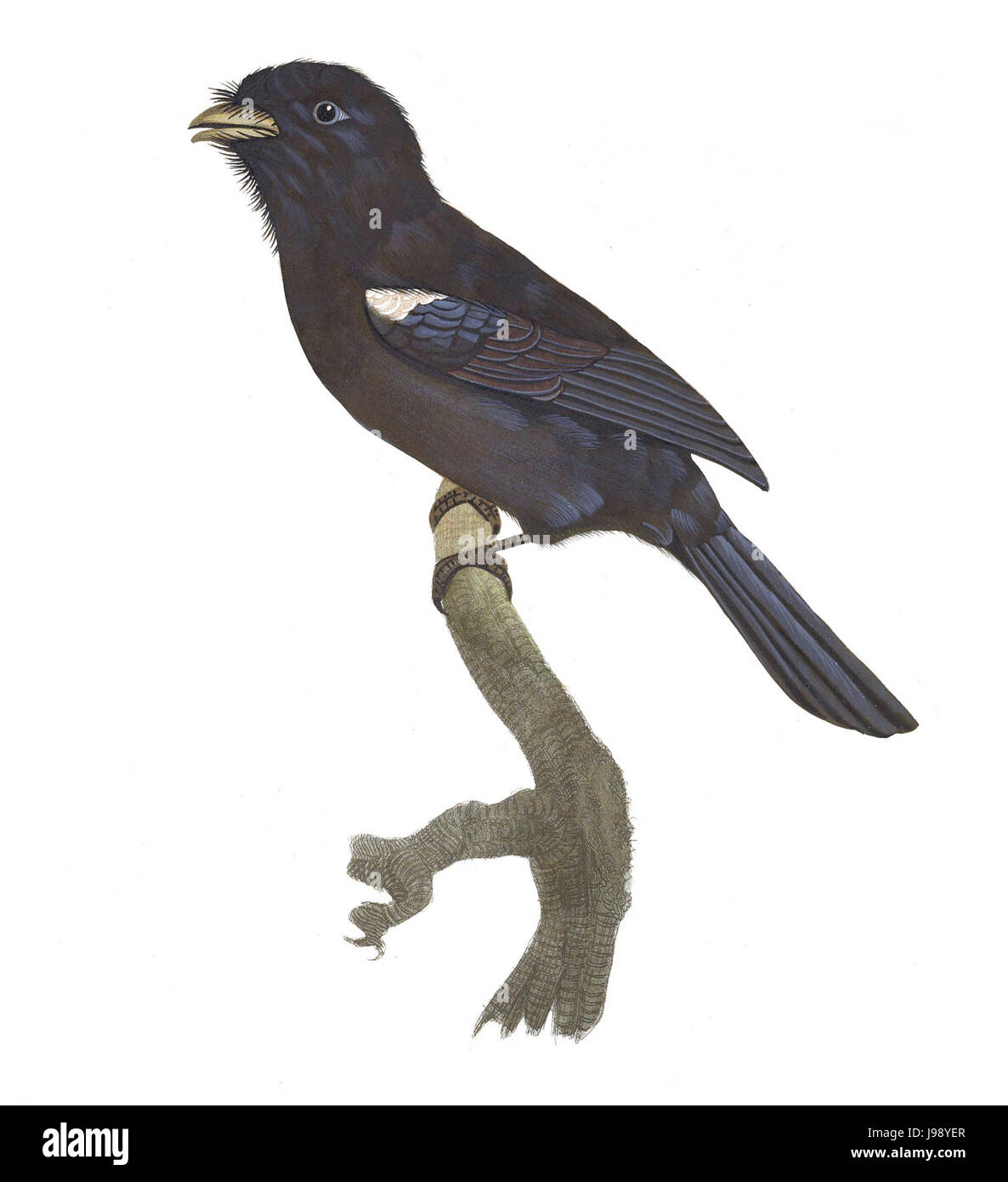 Les toucans et plaque 45 Barbets Barraband Banque D'Images