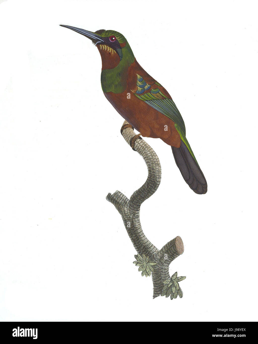 Les toucans et plaque 48 Barbets Barraband Banque D'Images