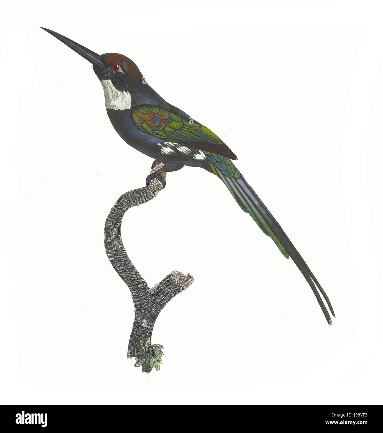 Les toucans et plaque 52 Barbets Barraband Banque D'Images