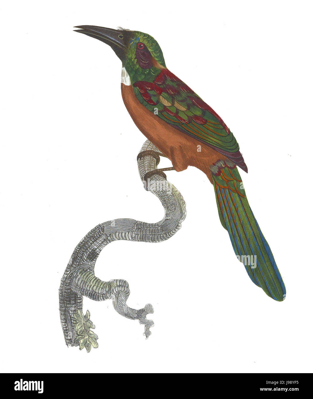 Les toucans et plaque 54 Barbets Barraband Banque D'Images