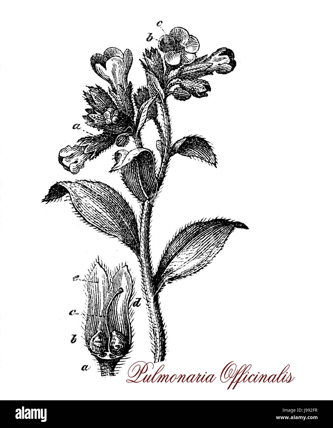 Vintage illustration de Pulmonaria officinalis, plante vivace aux fleurs  violettes cultivées en phytothérapie comme moyen-âge Photo Stock - Alamy
