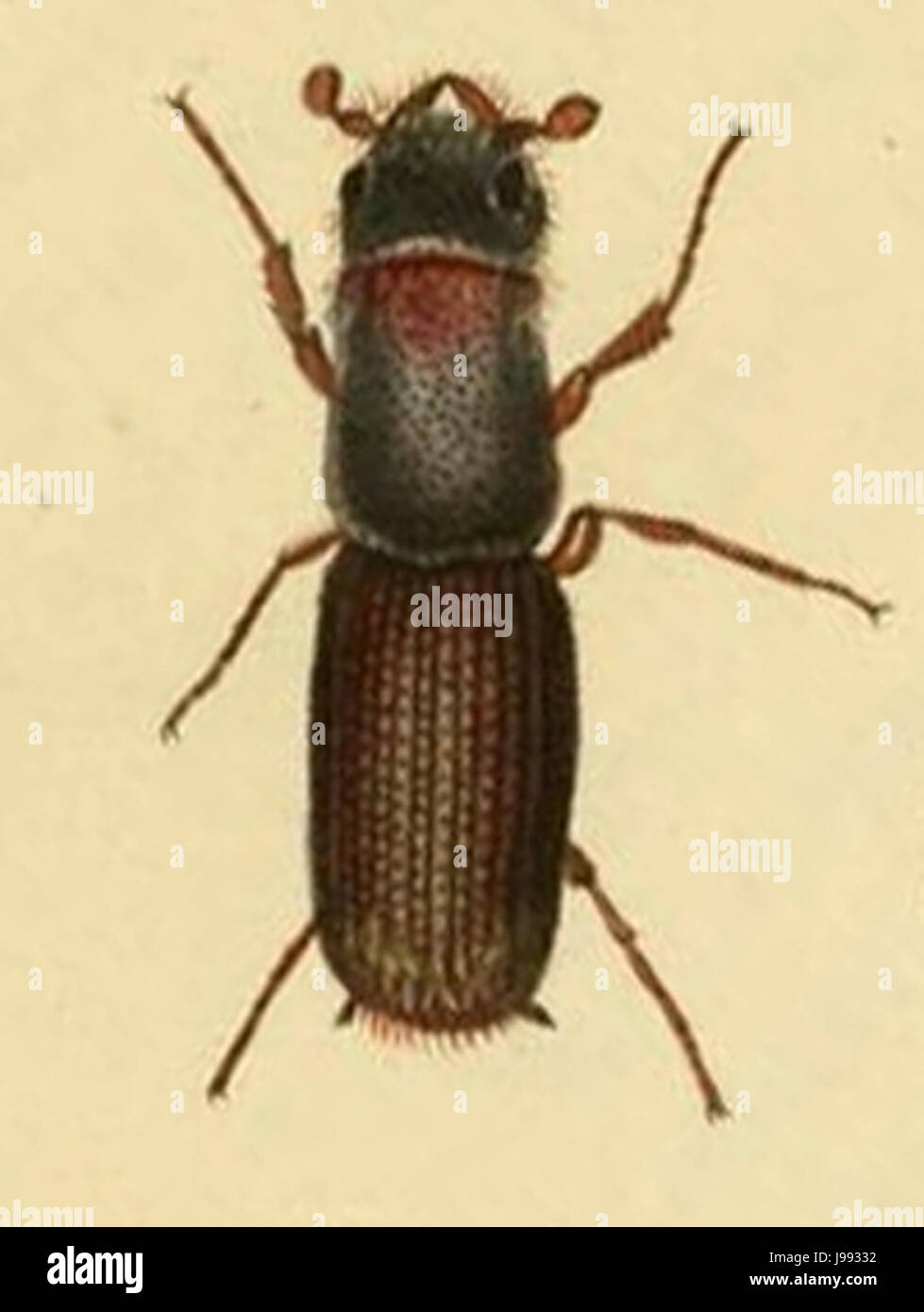 Platypus cylindrus Banque D'Images