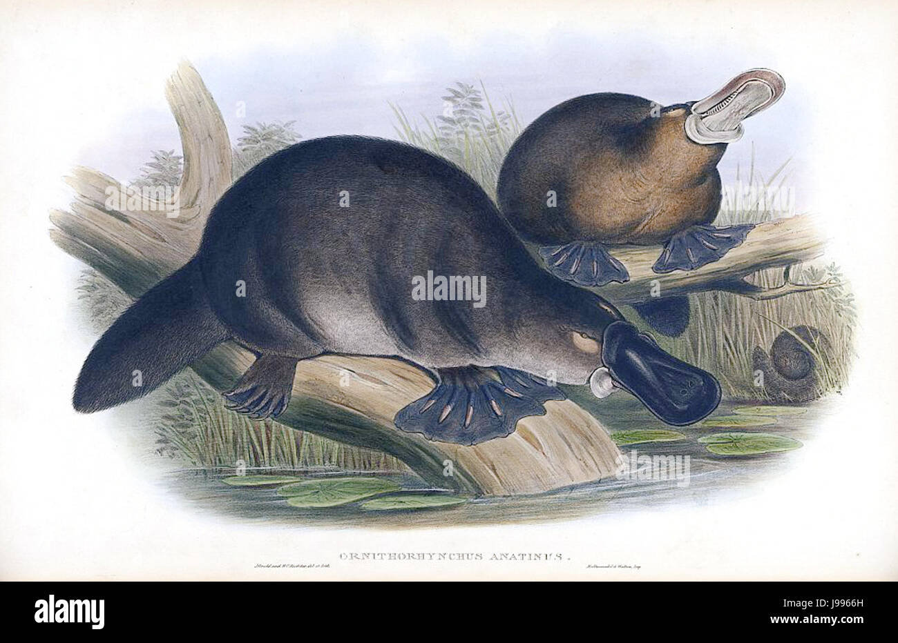 Croquis de l’ornithorynque Banque D'Images