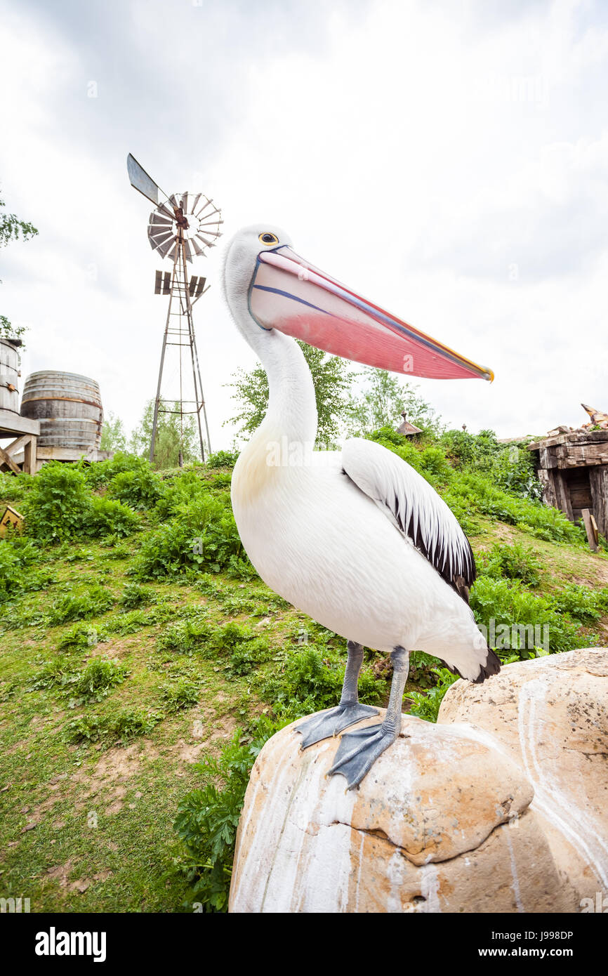 Dans le parc s'asseoir ce magnifique pélican est sur une grande pierre Banque D'Images